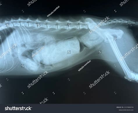 X Ray Megacolon Symptoms Cat Stock Photo 2137808729 | Shutterstock