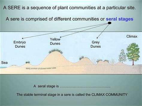 Sand Dune Succession | PPT