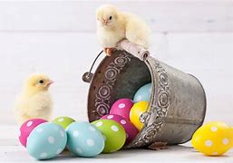Image result for Stuffed Chicks That Say Happy Easter