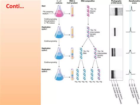 Origin of Replication 的图像结果