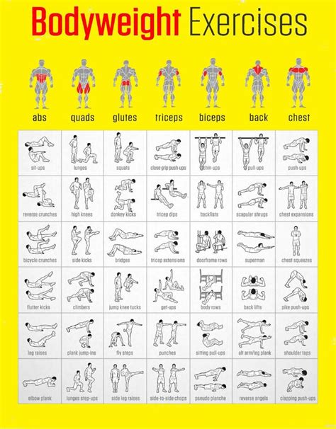 Image result for Body Muscle Exercise Chart