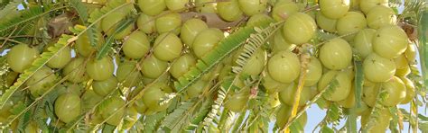 Society for Agriculture and Arid Ecology Research, Bikaner, Rajasthan ...