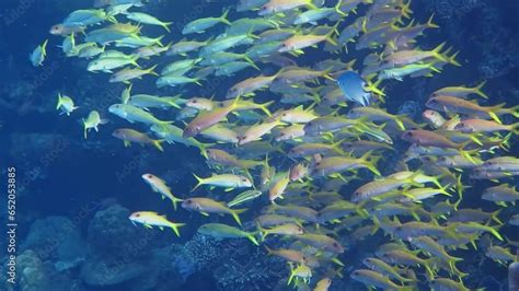 Fish Swim 的图像结果