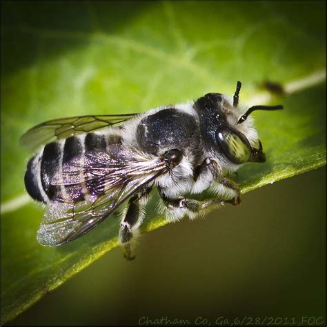 20110628_3259 Leaf-cutter bee, Megachile family | Male Leaf-… | Flickr