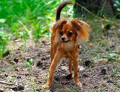 Image result for World Smallest Dog Breed