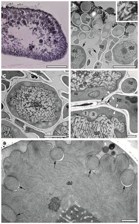 Plants | Special Issue : Microscopy Techniques in Plant Studies