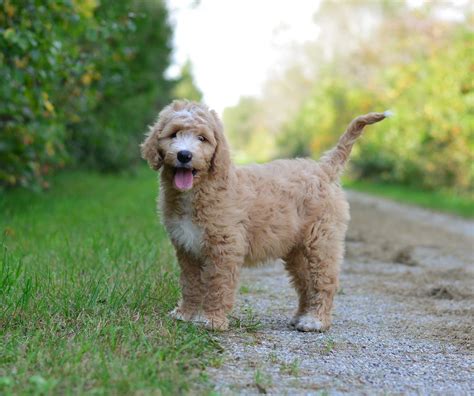Miniature Goldendoodle Adults