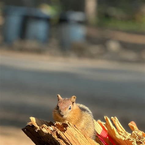 Fish Lake Resort Camping | Beatty, Oregon