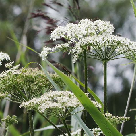 Cow parsnip (Heracleum) Flower, Leaf, Care, Uses - PictureThis