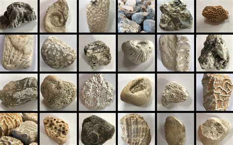Common Lake Michigan Fossils at Brett Ramires blog