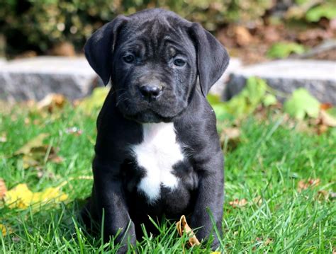 Cane Corso Puppies For Sale | Los Angeles, CA #173319