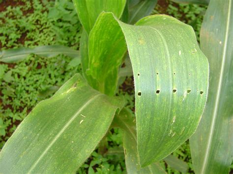 BEST MANAGEMENT OF STEM BORER IN MAIZE – Khethari