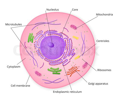 Cell Structure with Name Sign 的图像结果