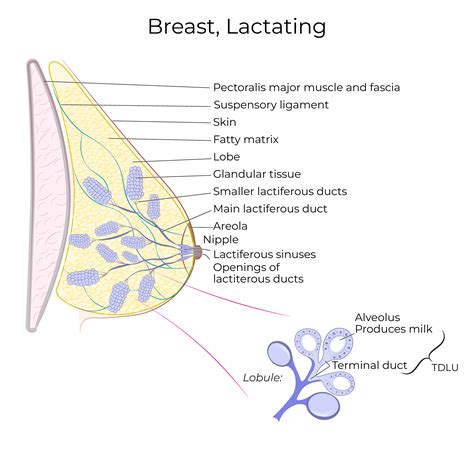 Cooper Ligament Breast