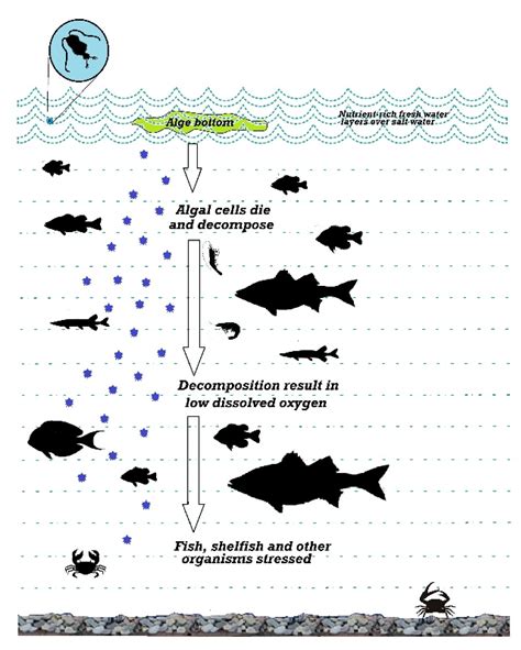 Recent Advancement of the Sensors for Monitoring the Water Quality ...