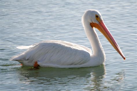 Field Notes and Photos: American White Pelicans return to Placida ...