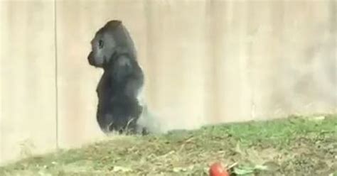 Video: This gorilla is often spotted walking upright like humans