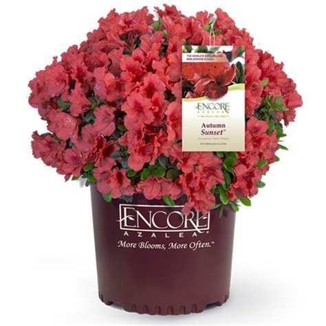 Autumn Embers Azalea 的图像结果