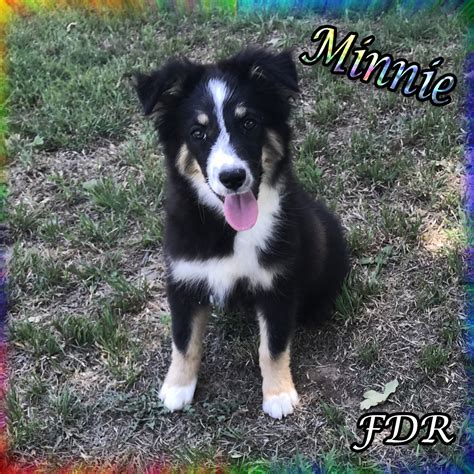 "Miniature Australian Shepherd" Puppies For Sale | Dallas, TX #276110