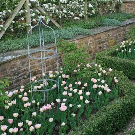 Buy double late tulip bulbs - tulip Angelique Tulipa 'Angélique ...