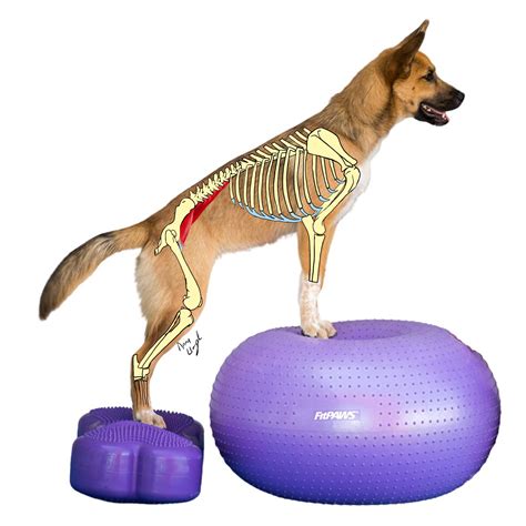 What do we Know About Iliopsoas Strain? | Onlinepethealth