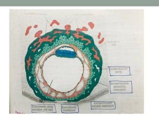 Image result for 2nd Week of Development