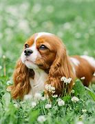 Image result for Cutest Dog Breeds in the World with Sunglass