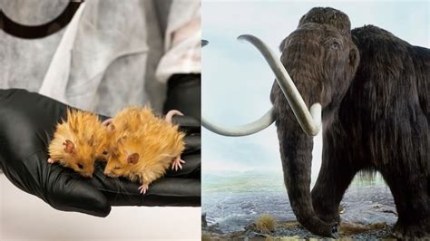 Scientists are bringing back woolly mammoths through mice? - India Today