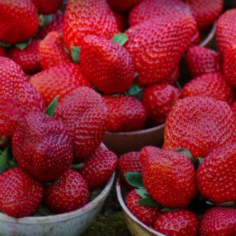 क्या आप जानते हैं महाराष्ट्र की किन-किन चीजों को मिला है GI Tag, यहां ...