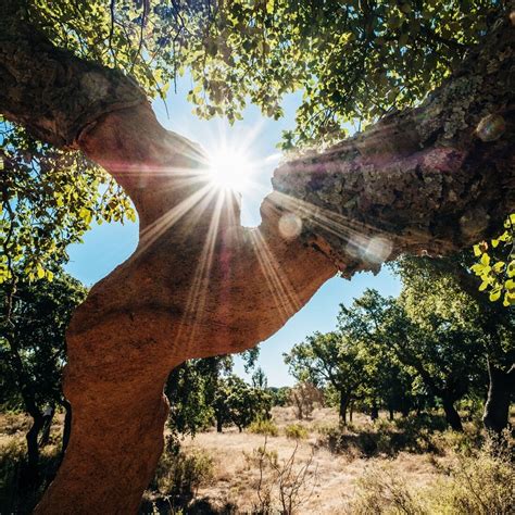 Cork Flooring - Cork and Wood Visuals | Wicanders
