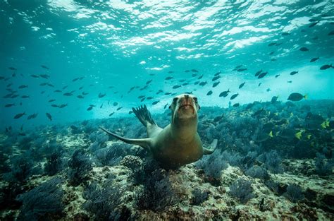 The Sea of Cortez: The Breathtaking World Aquarium | Cabo Adventures - EU-Vietnam Business ...