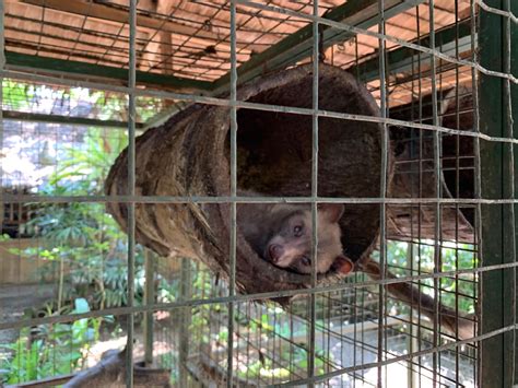 Malaysia Airlines Business Class 的图像结果