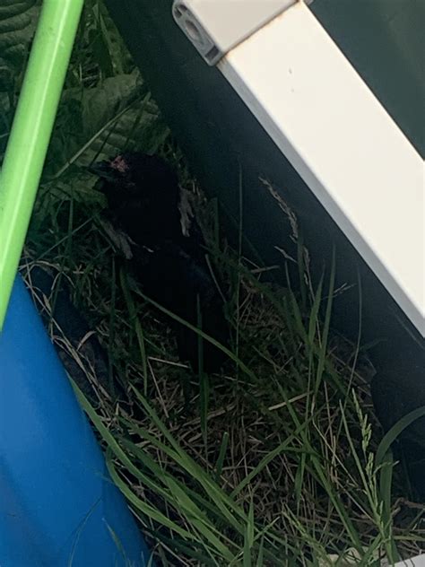 Does anyone know this bird. Tried to fly but cant : r/whatsthisbird