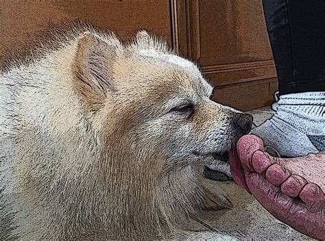 Why Do Dogs Lick Your Feet? All You Need To Know - Petsmartgo