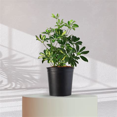 SCHEFFLERA | Homebagh