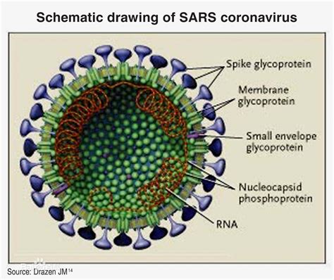 新冠状病毒和SARS惊人相似，哪个致命率更高？_百度知道