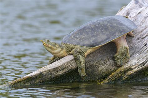 Image result for All Softshell Turtle Types