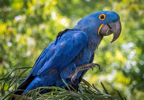 Download Parrot Bird Animal Hyacinth Macaw HD Wallpaper by Anna Rawka