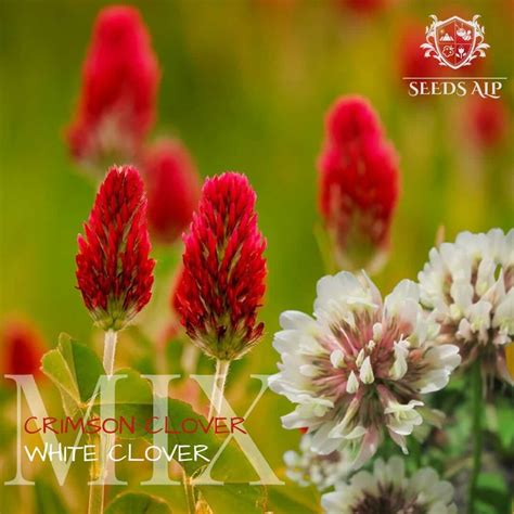 Crimson And Clover: Buy Crimson Clover | 2 Clover Seeds Mix