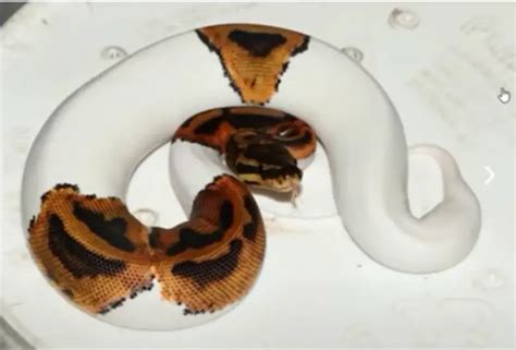 Image result for Ball Python Not Eating