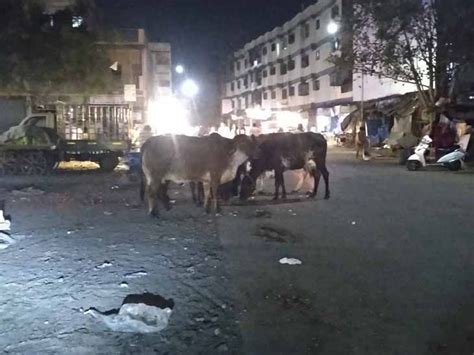The municipality caught 6602 stray cattle, leaving 30%
