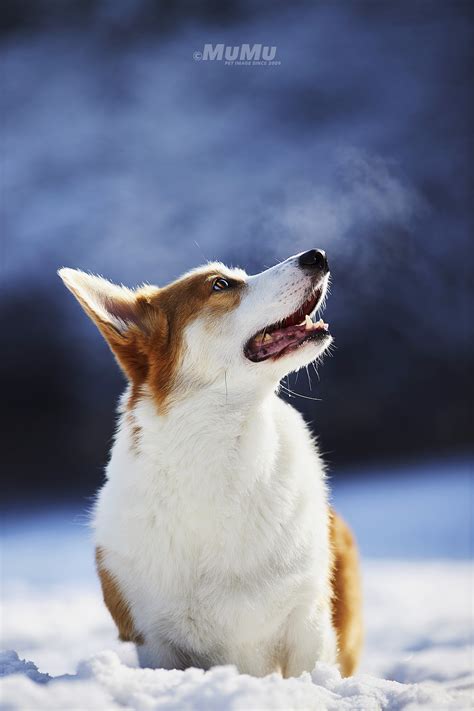 冬日里的狗|摄影|宠物摄影|穆牧摄影 - 原创作品 - 站酷 (ZCOOL)