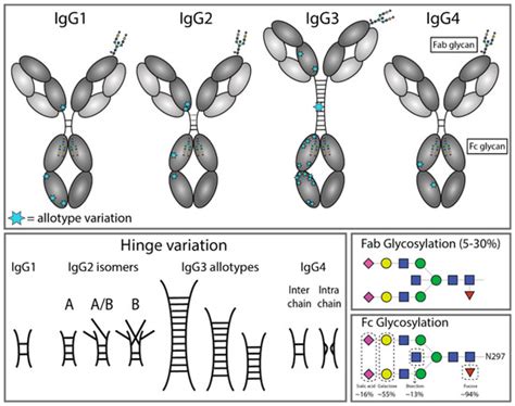 The Ligands for Human IgG and Their Effector Functions