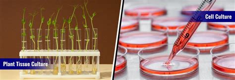 Infection vs Intoxication in Food Microbiology: What’s the Difference ...
