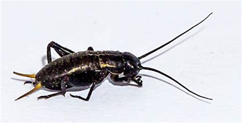 Buy Fruit Flies Flightless - Large Online at desertcartINDIA