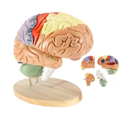 Iksvmsis Human Brain Model Disassembled Brain Model For Medical ...