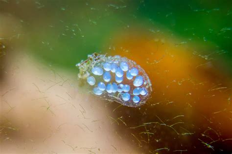 Snail Eggs And What To Do With Them | Aquariadise