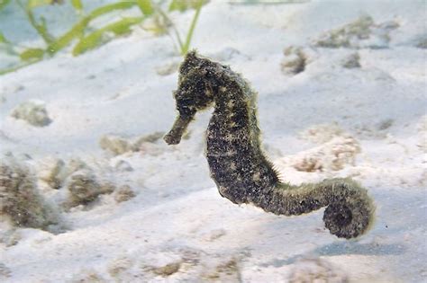 Peculiar, odd and funny fish names - Ocean Dimensions