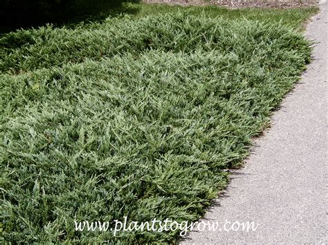 Bar Harbor Juniper (Juniperus horizontalis) | Plants To Grow Plants ...