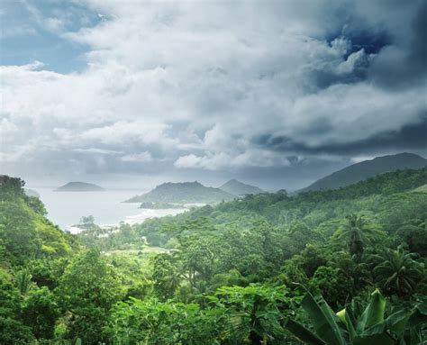 IFC Standard – SDG Infinite Carbon Forest Methodology